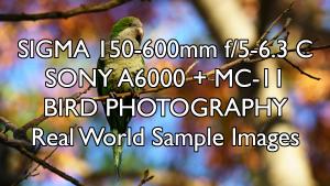 SIGMA 150-600mm f5-6.3 C SONY A6000  MC-11 Bird Photography Real World Sample Images